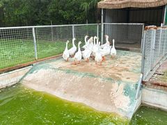 -上海长兴岛郊野公园