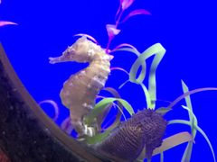 -瑞普利水族馆