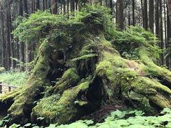 -阿里山神木遗迹