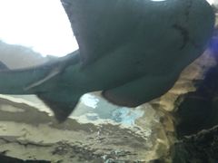 -悉尼海洋生物水族馆