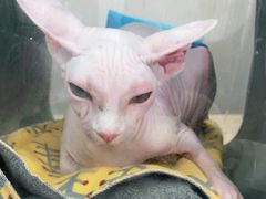-嘉美宠物医院