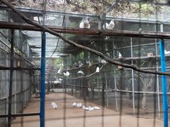-呀路古热带植物园