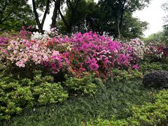 -重庆平顶山公园