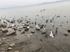 -深圳湾公园(南山区)