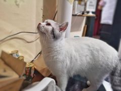 -猫色咖啡·猫咖