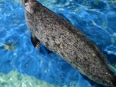 -太平洋海底世界