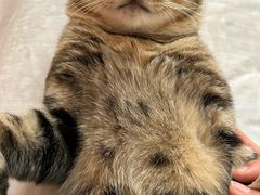 -瑞派康怡24h宠物医院·犬猫医疗中心·微创绝育(瑞景分院)