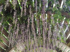 -合肥滨湖国家森林公园