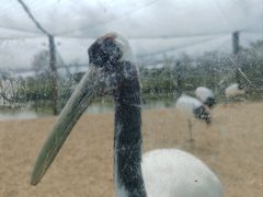 -盐城丹顶鹤湿地生态旅游区