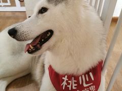 桃心-Husky Go! 哈士奇体验馆·宠物咖啡厅狗咖