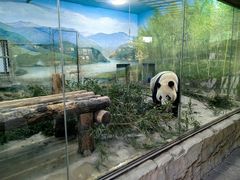 -上海野生动物园
