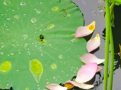 -荔湾湖公园