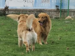 -趣玩宠物乐园寄养训犬训狗游泳池