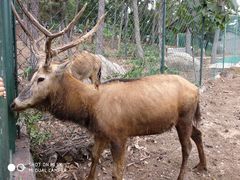 动物-刘公岛景区