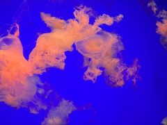 -江和美海洋公园