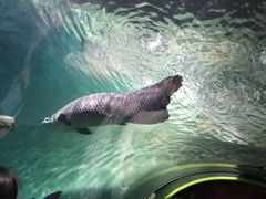 -上海海洋水族馆