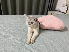 -爱侣宠医·鹦鹉专科·小型哺乳类·异宠专科(灵石路店)