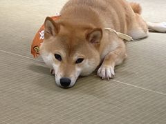 -逗柴咖啡屋·狗咖猫咖宠物桌游