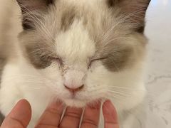 -飞行喵MR PILOT|猫舍·猫咖(静安大融城店)