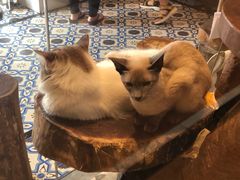 -more than meow吴止猫主题餐厅(承德 中船汇店)