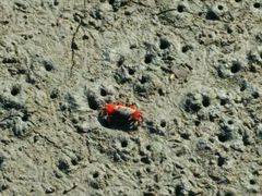 -北海金海湾红树林生态旅游区