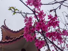 -深圳仙湖植物园