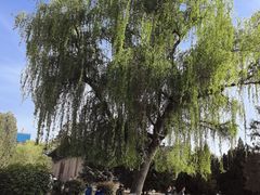 -张掖大佛寺景区