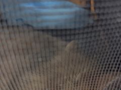 -瑞派宠物医院·24h·骨外科·皮肤科·全科宠物医疗转诊中心(沈阳浑南院)