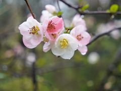 -杭州植物园