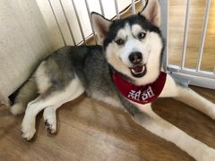 -Husky Go! 哈士奇体验馆·宠物咖啡厅狗咖