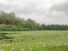 -白鹭湾湿地公园