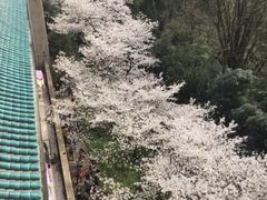 -武汉大学-樱园