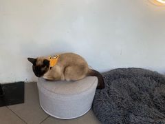 -有猫主题·治愈系猫咖(曾厝垵店)