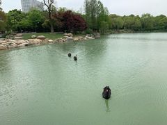 -苏州金鸡湖大酒店