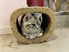 -三花喵·撸猫购宠·宠物生活馆(虹桥南丰城店)