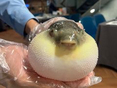 -肆月河豚·新淮扬(金融街店)