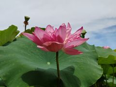 -广州莲花山旅游区