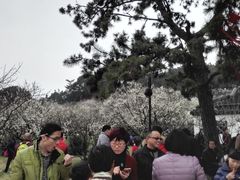 -香雪海