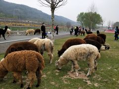 -大连铭湖国际观光牧场