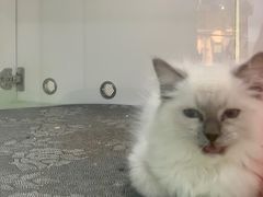 -糯米喵星人·撸猫猫舍咖啡馆(西市场嘉华店)