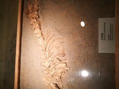 -烟台市博物馆