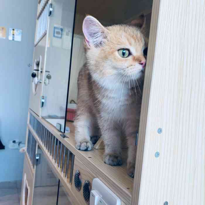 猫宁·猫咖-"在雕塑家园的楼上,猫猫颜值都非常高!可惜.