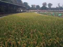 -武汉紫薇都市田园