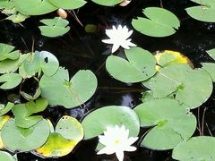 -沃阁巴厘原墅餐厅