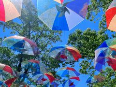 -上海共青森林公园