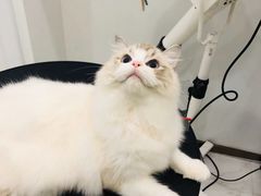 -momokira米努特·德文卷毛猫·棉花面纱犬