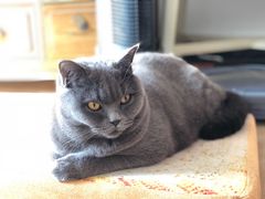 -喜多萌中农锦绣动物医院24H·猫科·牙科MRI·CT