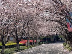 -高东镇樱花园