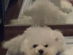 -宠爱国际动物医院· 猫科· 外科·中兽医(长白店)