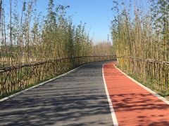 -上海长兴岛郊野公园